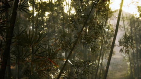 Bambuswald-Mit-Sonnigem-Morgen